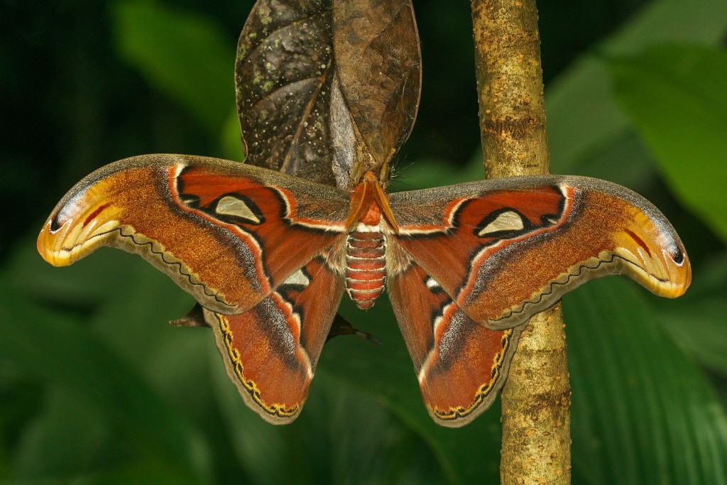 1599px-Attacus_taprobanis-Kadavoor-2018-07-07-001